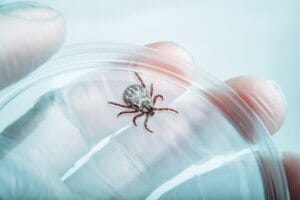 tick repellent testing