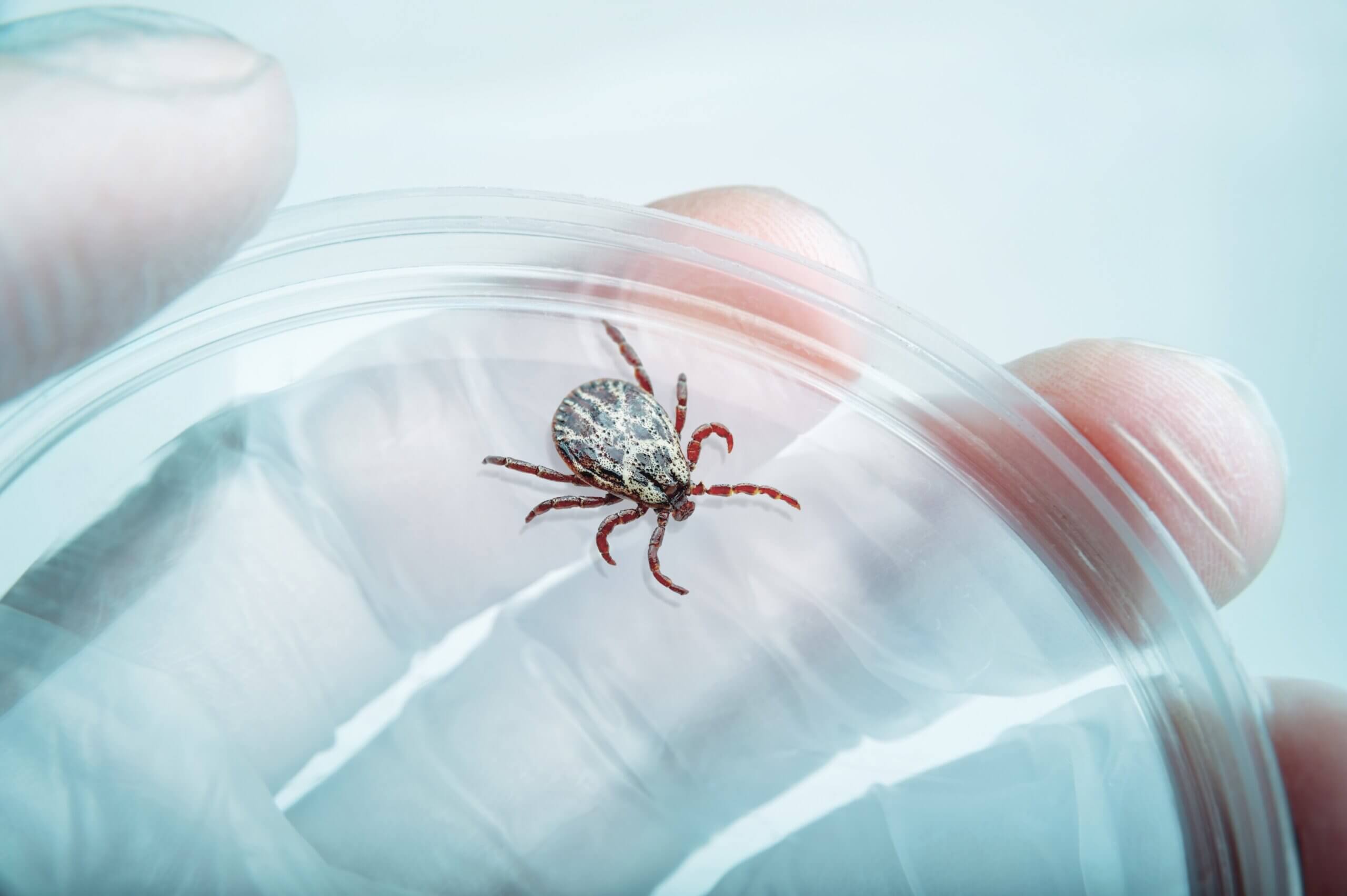 tick repellent testing