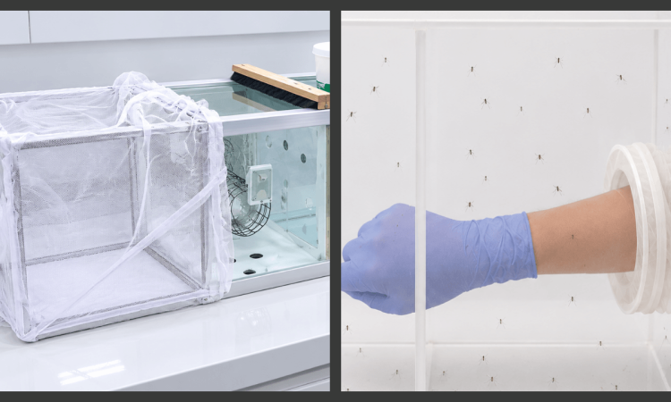Arm in cage vs tunnel test