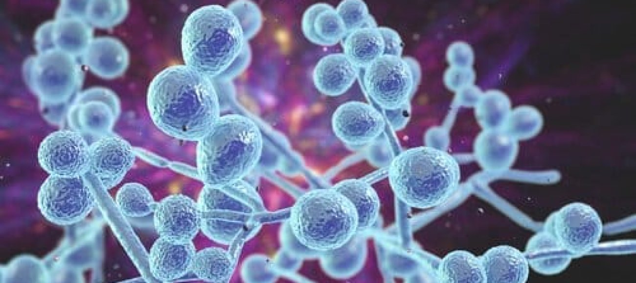 candida albicans