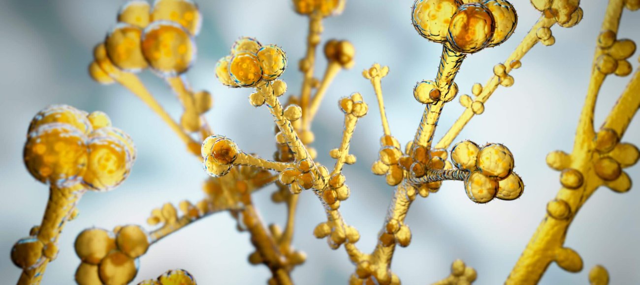 candida auris image