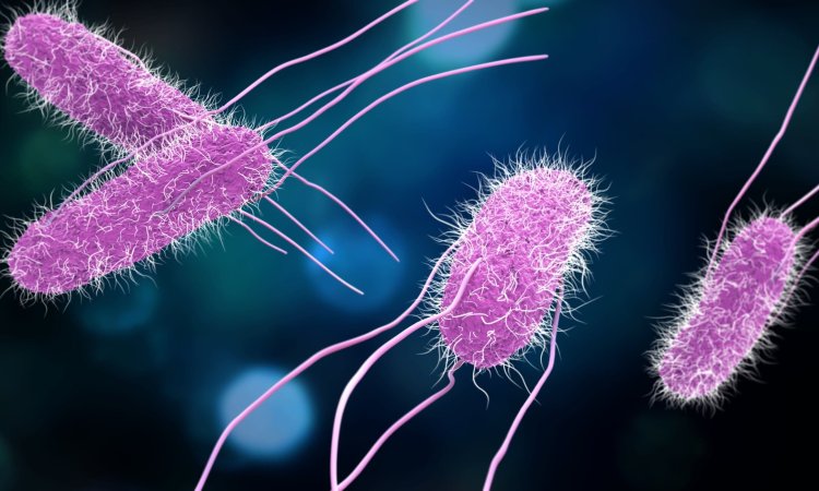 Image of Salmonella Enterica