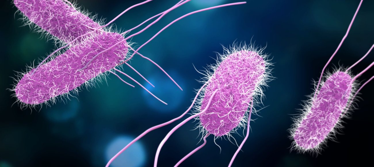 Image of Salmonella Enterica