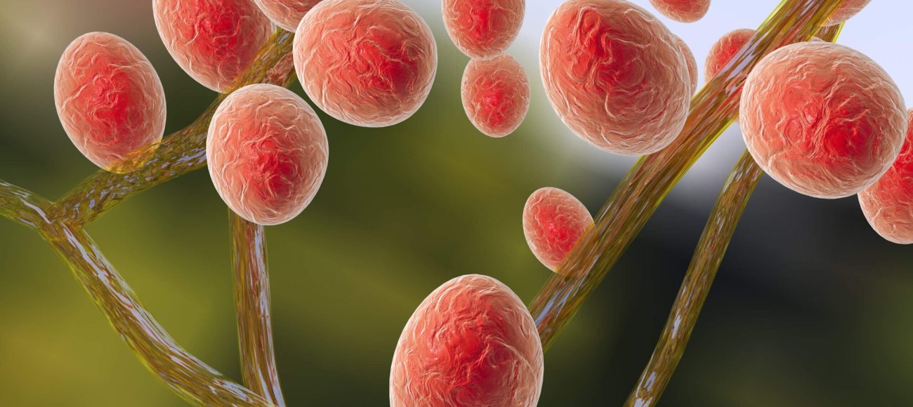 Trichophyton mentagrophytes: The Fungus Among Us