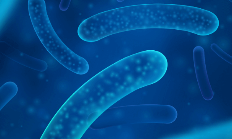 Escherichia coli (ATCC 8739)