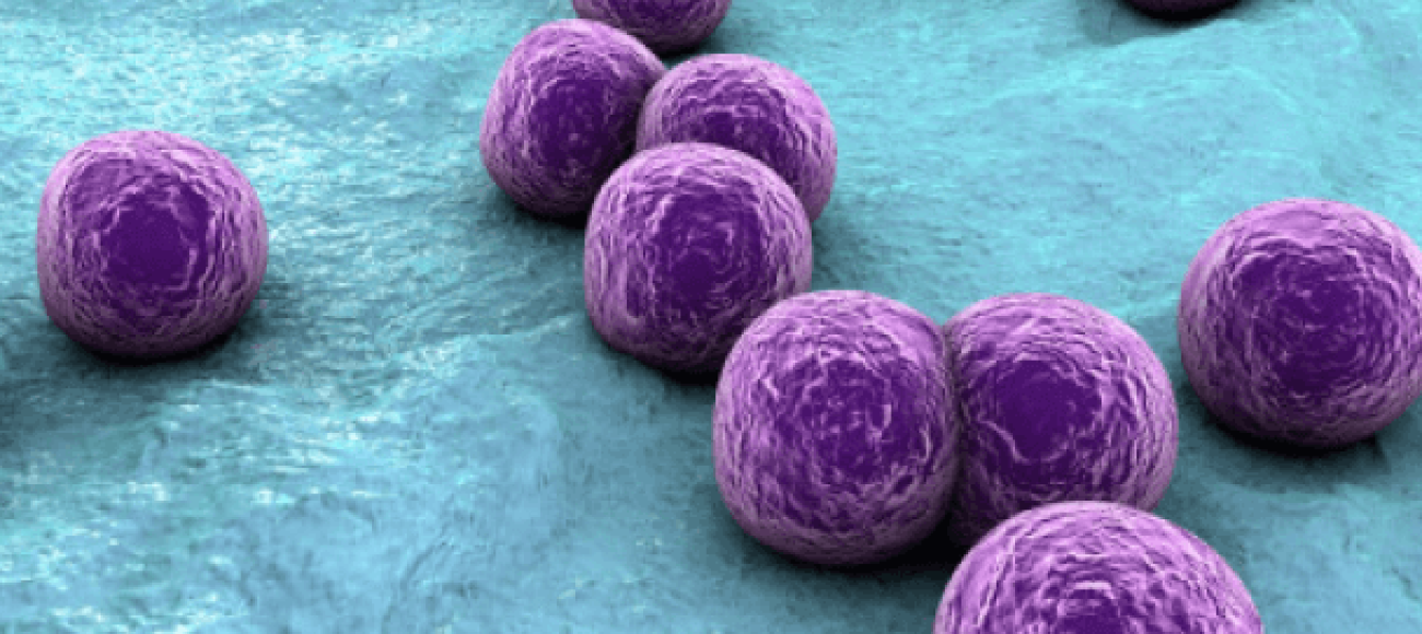 Staphylococcus aureus (ATCC 6538P)