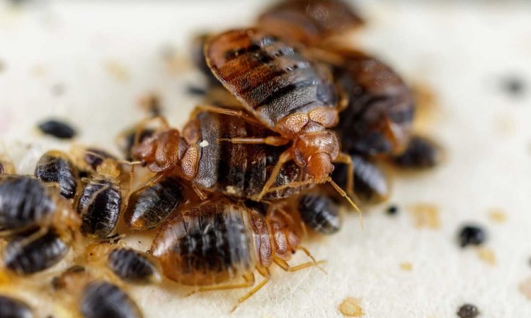 bed bugs image