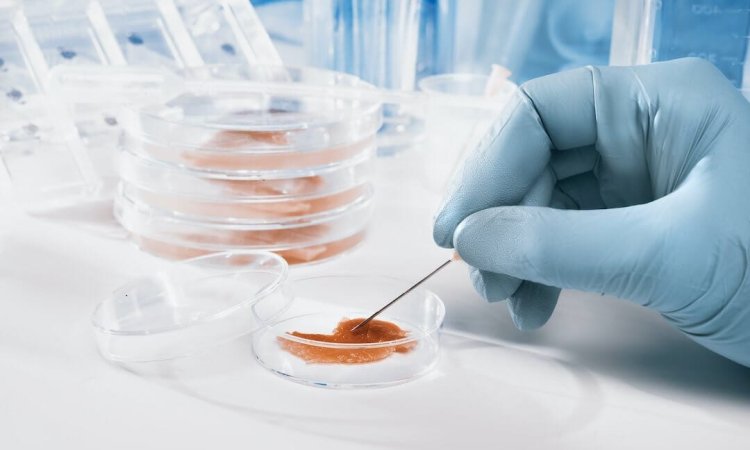 Testing in petri dish