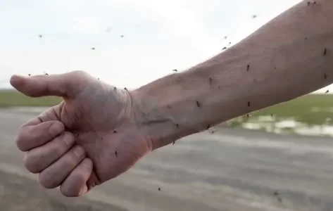 Arm with Mosquitos around