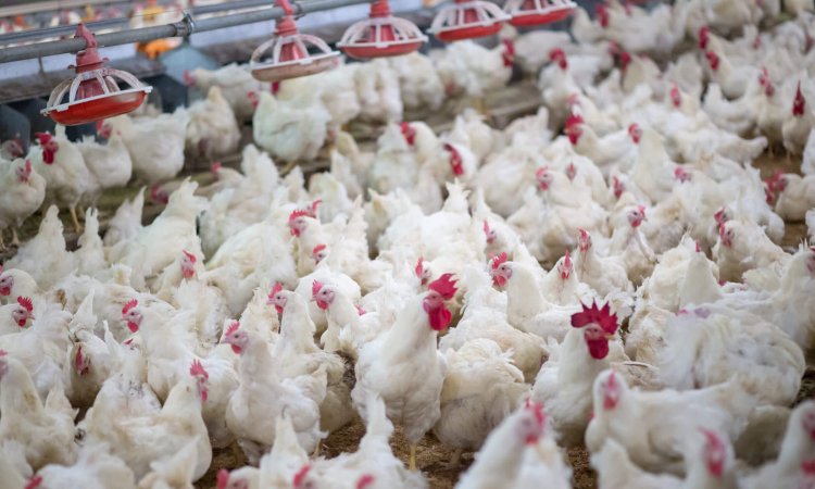 Standard Methods to Test Disinfectant Efficacy Against Poultry Viruses