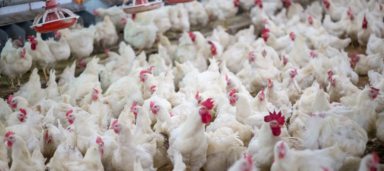 Standard Methods to Test Disinfectant Efficacy Against Poultry Viruses