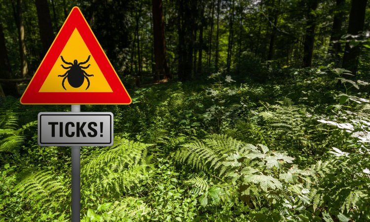 Ticks, Temperature, and Terrain: How Climate Change Influences Lyme Disease in Europe