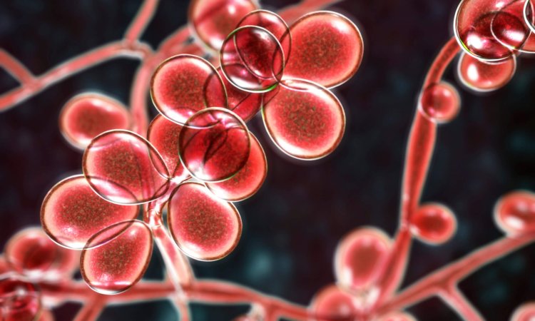 Beyond Bacteria: The Growing Threat of Antifungal Resistance