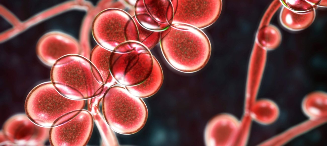 Beyond Bacteria: The Growing Threat of Antifungal Resistance