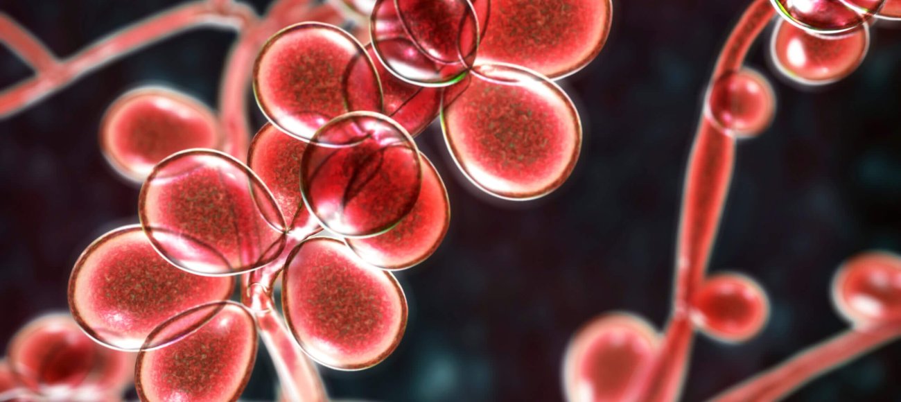 Beyond Bacteria: The Growing Threat of Antifungal Resistance