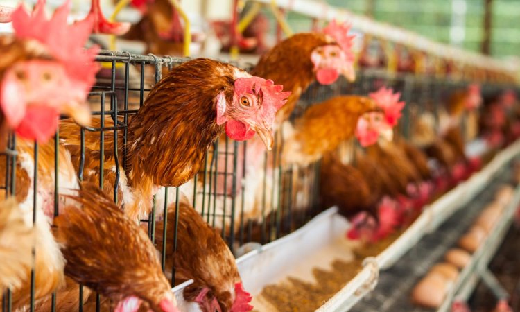 Beyond Birds: The Escalating Threat of Avian Influenza in Mammals and Humans