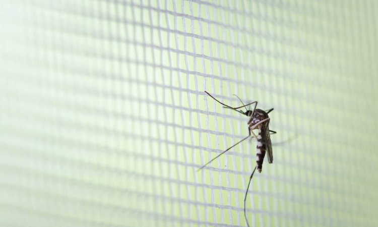 The Science Behind Arm-in-Cage Testing