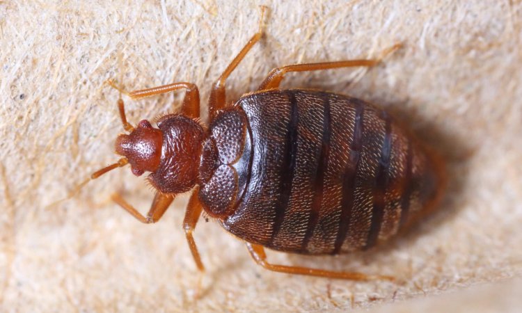 Why Don’t Bed Bugs Transmit Diseases?