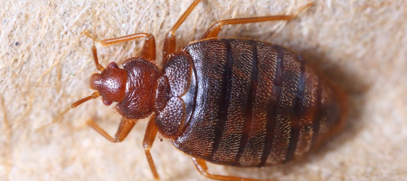 Why Don’t Bed Bugs Transmit Diseases?