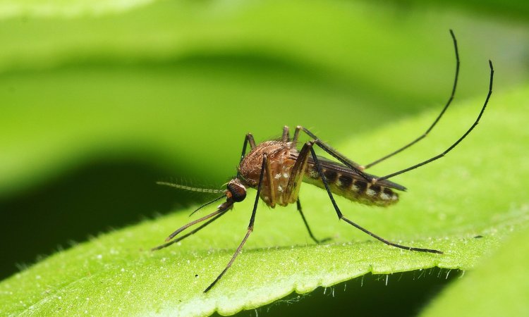 How Climate Change is Affecting Mosquito and Bedbug Populations Globally