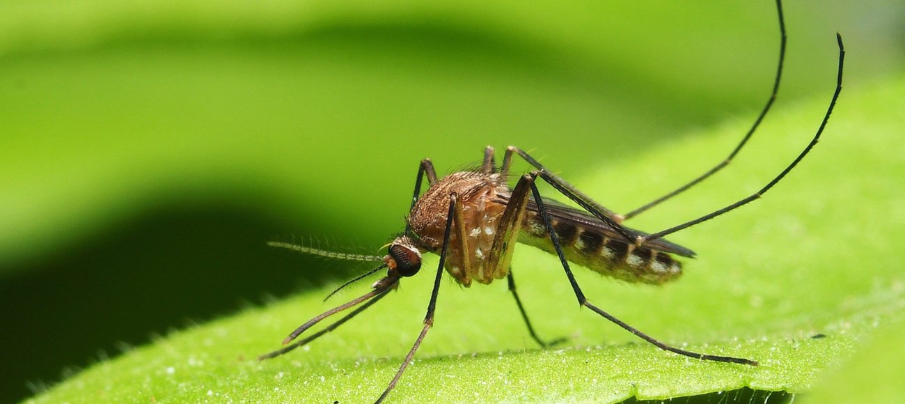 How Climate Change is Affecting Mosquito and Bedbug Populations Globally