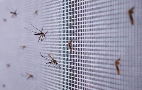 Mosquito repellent textile testing