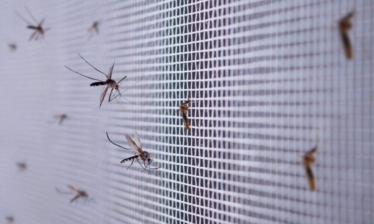 Mosquito repellent textile testing