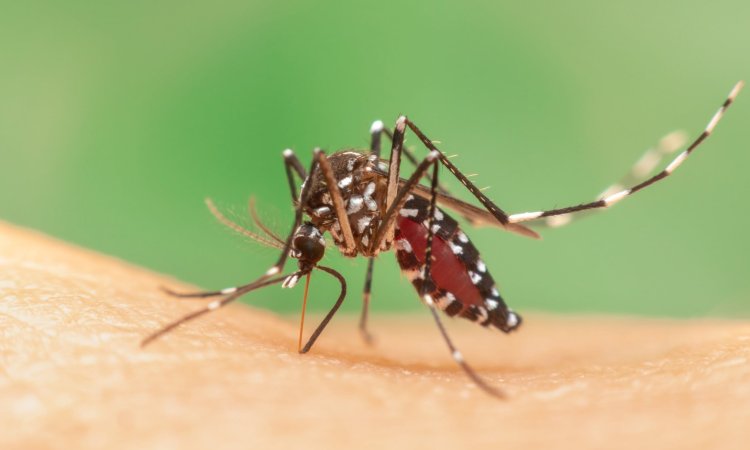 Economic Impact of Mosquitoes and Bedbugs on Businesses and Homes