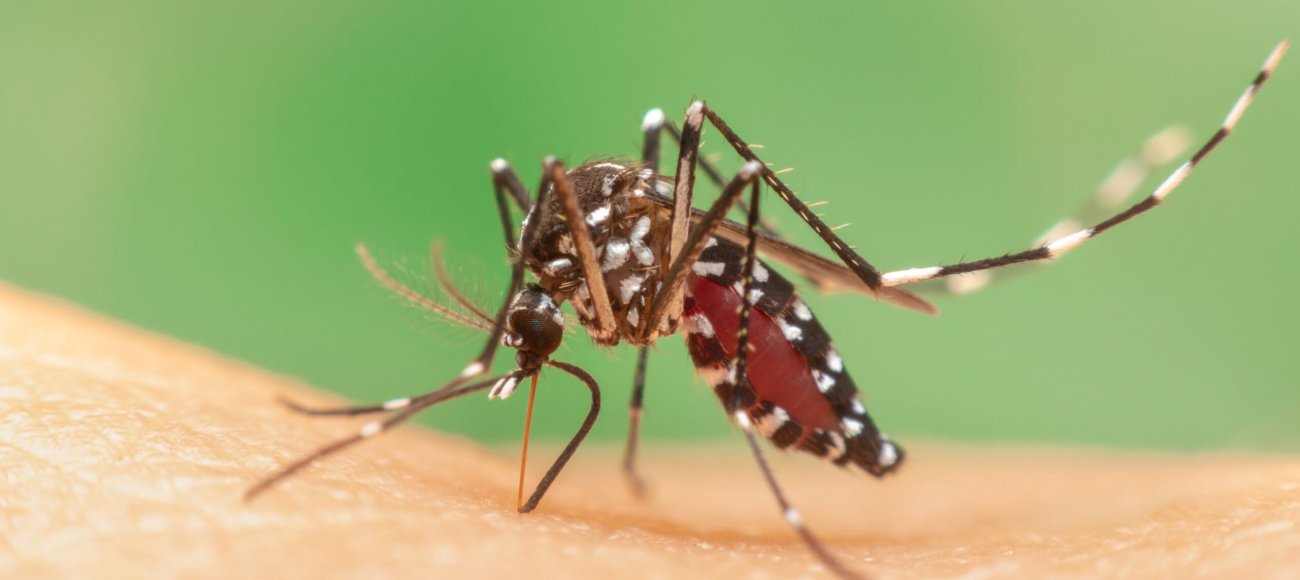 Economic Impact of Mosquitoes and Bedbugs on Businesses and Homes