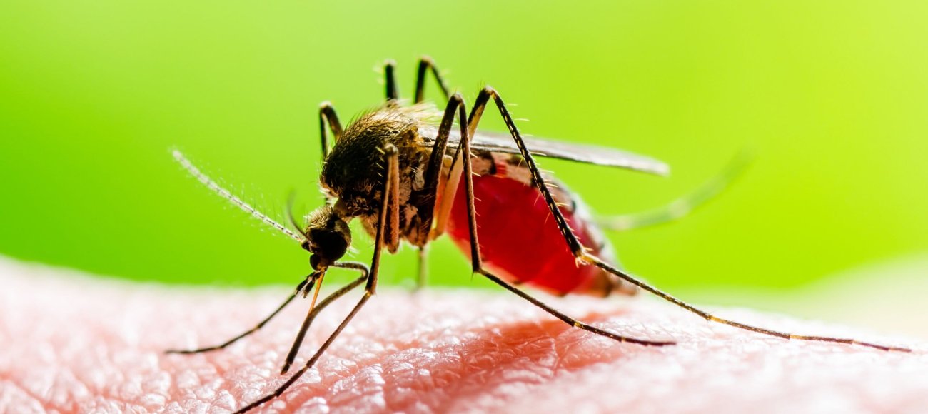 Advancing Mosquito Control: The Importance of Targeted Efficacy Testing