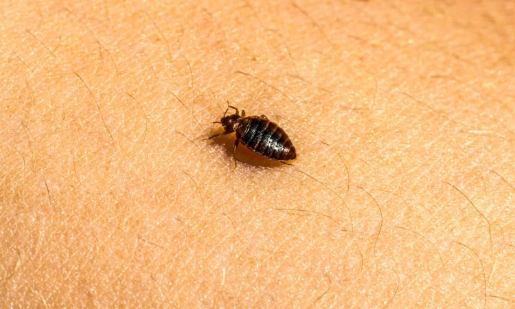 Field Testing of Bedbug Biocides: Essential Setup and Execution Tips