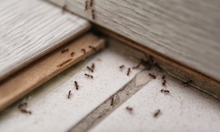 Latest Trends in Ant Biocide Development and Testing