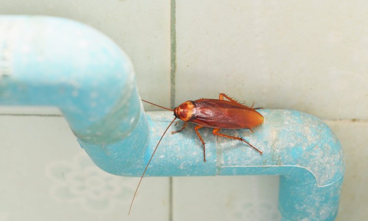 Dirty,Cockroach,On,Pipe,Water