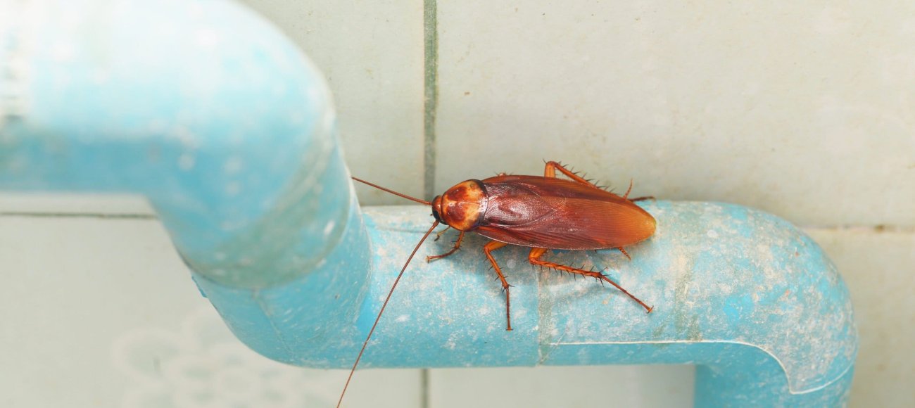 Dirty,Cockroach,On,Pipe,Water