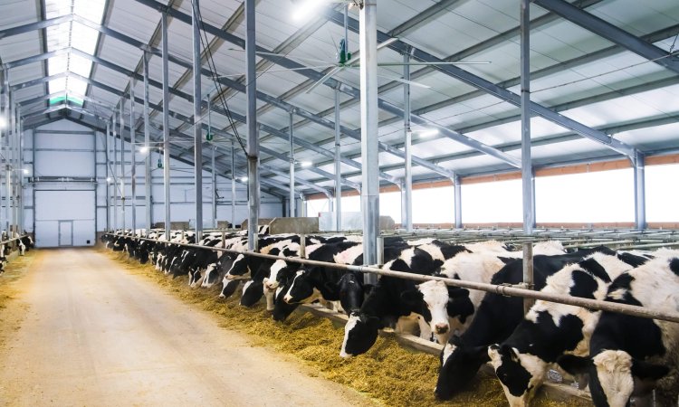 Cows,On,The,Farm,In,Winter.,Dairy,Cows.,Cowshed