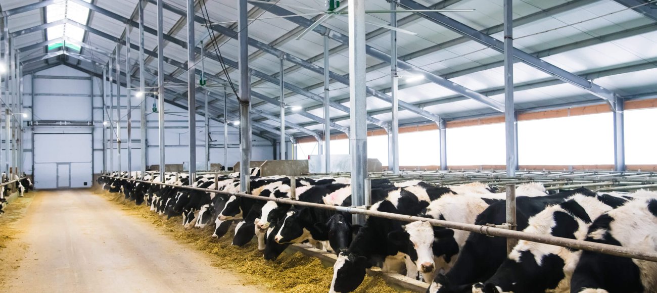 Cows,On,The,Farm,In,Winter.,Dairy,Cows.,Cowshed