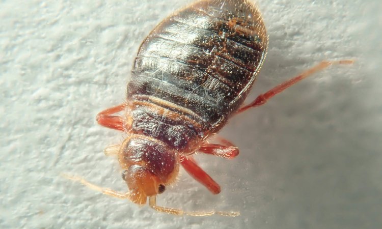 How to Conduct a Bed Bugs Inspection in Your Home