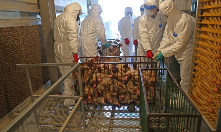 Bird flu in Mexico: Current Situation