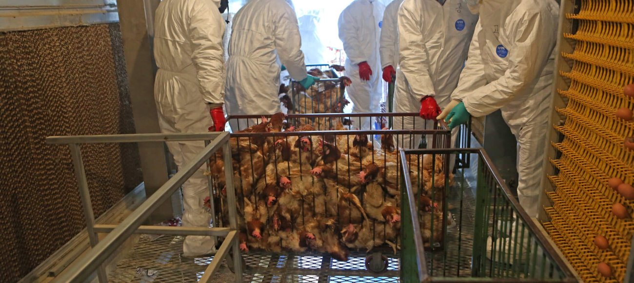 Bird flu in Mexico: Current Situation