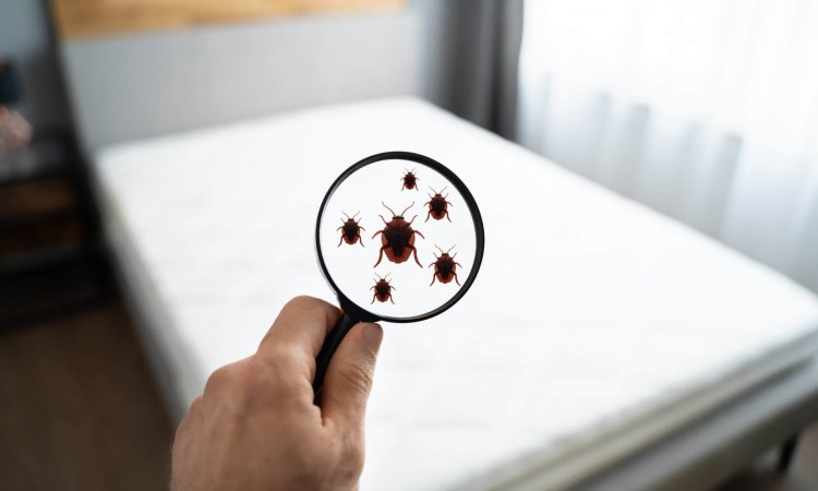 How Often Should You Conduct Bedbug Inspection in Hotels?