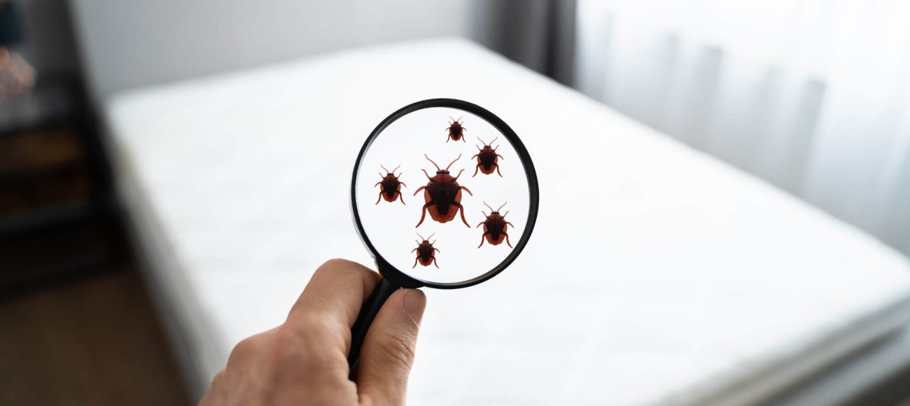 How Often Should You Conduct Bedbug Inspection in Hotels?
