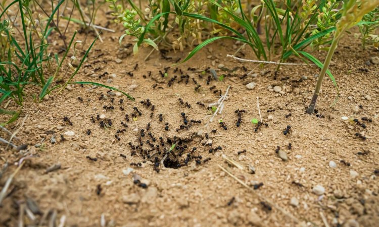 Challenges in Field Testing of Ant Biocides and How to Overcome Them