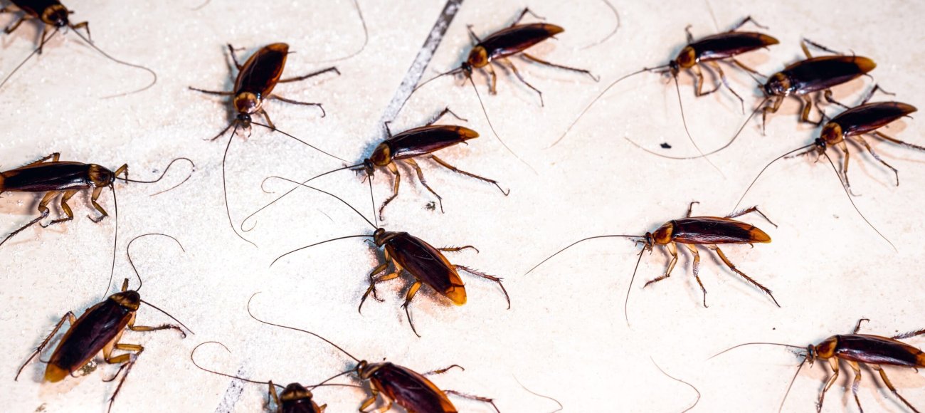 DIY Pest Control: Effective Home Remedies to Keep Cockroaches Away