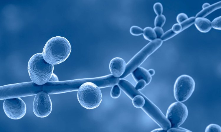 Climate change and fungal infections