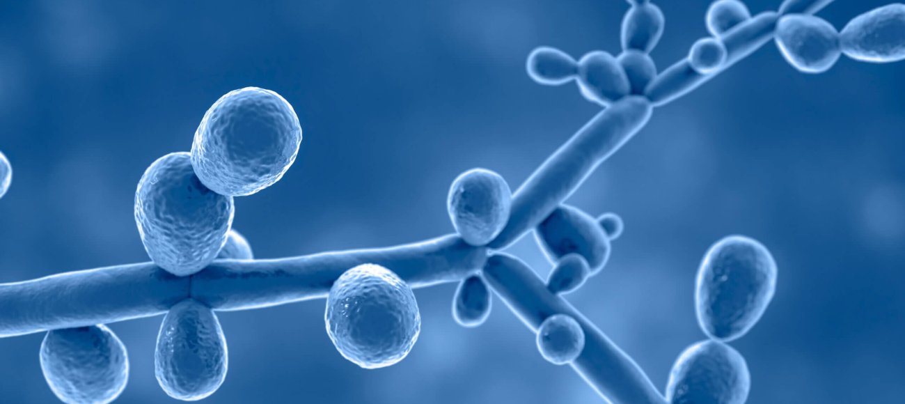 Climate change and fungal infections