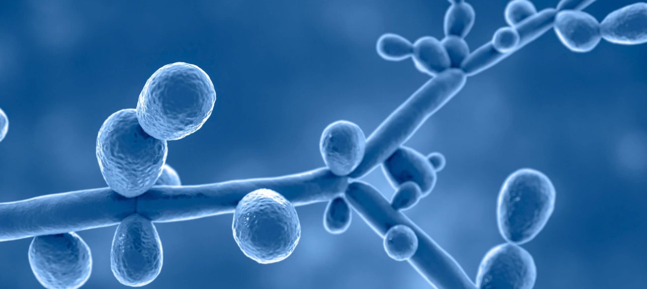 Climate change and fungal infections