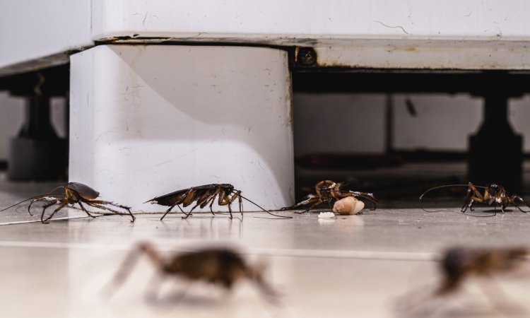 The Cost of Ignoring Cockroach Infestations: A Long-Term View