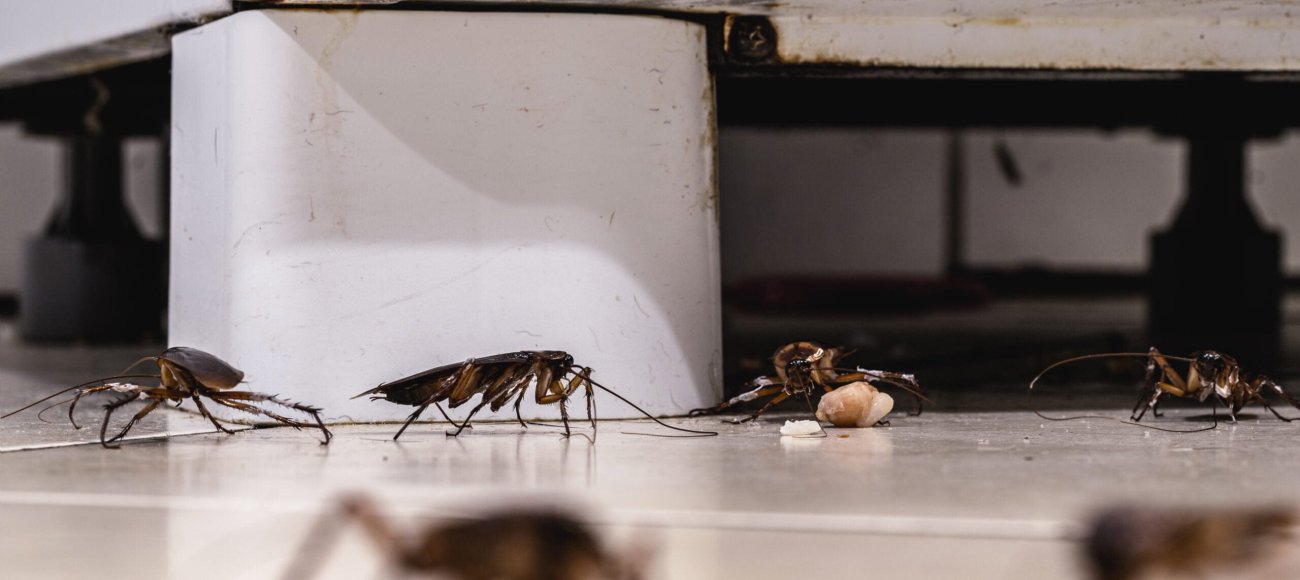The Cost of Ignoring Cockroach Infestations: A Long-Term View