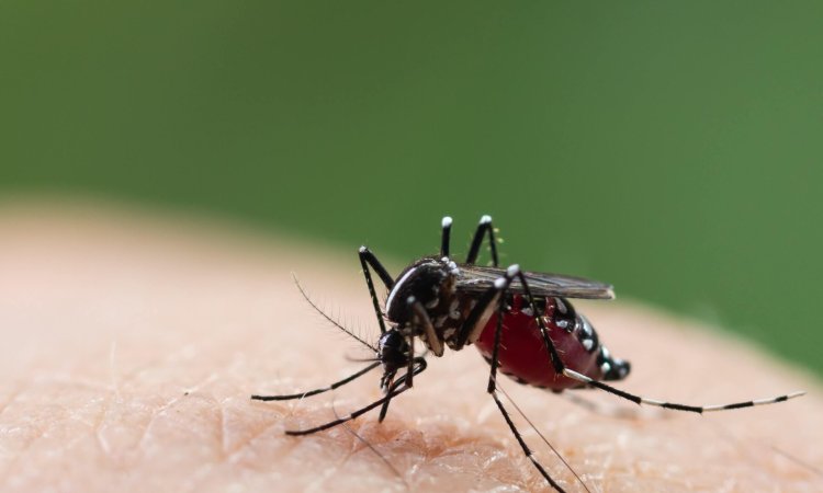 Effective Strategies for Aedes Mosquito Control