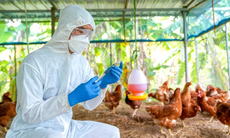 H5N1 avian flu infected birds being treated in Texas